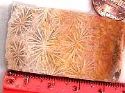 rough_coral-star3-9_01-01.jpg