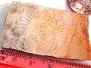 rough_coral-star3-9_01-02.jpg