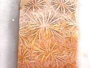 rough_coral-star3-9_01-03.jpg