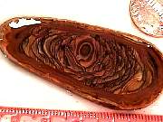 rough_jasper-sahara3-9_01-01.jpg