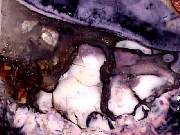 rough_opal-fluorite3-9_03-04.jpg