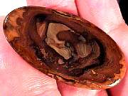 cab_jasper-sahara3-23_01-06.jpg