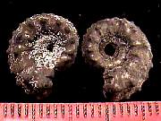 rough_ammonite-r6-21_01-02.jpg