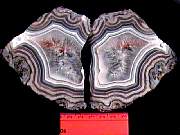 rough_agate-coyamito10-18_01-01.JPG