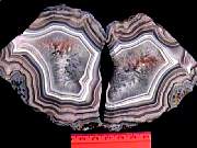 rough_agate-coyamito10-18_01-03.JPG
