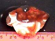 rough_agate-fire10-18_02-01.JPG