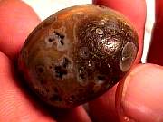 rough_agate-rainflower11-16_01-05.jpg