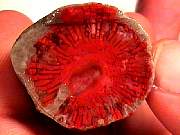 rough_coral-red-horn11-16_01-01.jpg