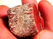 rough_coral-red-horn11-16_01-03.jpg