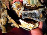 rough_jasper-tahoma1-24_01-10.JPG