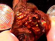 rough_agate-fire1-25_02-04.jpg
