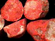 rough_colar-redhorn1-25_01-01.jpg