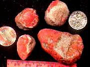 rough_colar-redhorn1-25_01-03.jpg