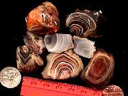 rough_agate-botswana2-8_01-02.jpg