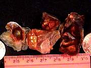 rough_agate-fire2-8_01-01.jpg
