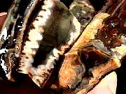 rough_jasper-tahoma2-8_01-03.jpg