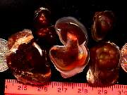rough_agate-fire3-16_02_01.jpg