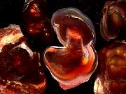 rough_agate-fire3-16_02_02.jpg