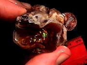 rough_agate-fire3-16_04_02.jpg