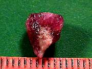 rough_red-beryl3-16_02_04.jpg